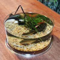 Acrylic Self-Circulating Desktop Betta Fish Tank with Multi-Grid Isolation and Filtration