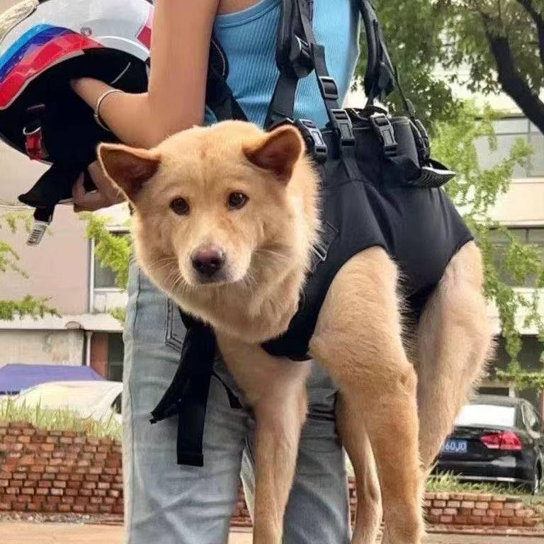Pet Carrier Backpack for Dogs and Cats - Multi-functional Outdoor Travel Bag with Shoulder Straps