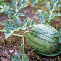Watermelon Support Cradles for Garden and Farm, Anti-Rotting Plant Stands