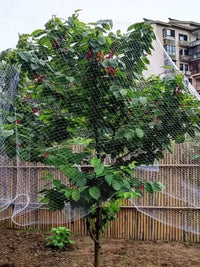 Orchard Bird Netting for Fruit Trees and Vegetables - Durable Nylon Protective Mesh