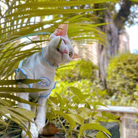 Summer Sleeveless Cat Vest for Hair Loss Prevention, Sphynx & Devon Rex Breeds