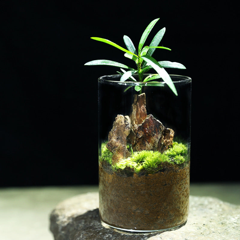 Miniature Pine Mountain Terrarium Kit with Moss Plants and Glass Vase for DIY Desktop Decor