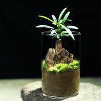 Miniature Pine Mountain Terrarium Kit with Moss Plants and Glass Vase for DIY Desktop Decor