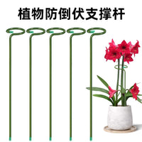 Plant Support Stakes for Amaryllis and Floral Arrangements, Coated Iron Garden Plant Support Rods