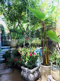 European Style Wrought Iron Plant Climbing Trellis for Outdoor Garden Patio Clematis Support