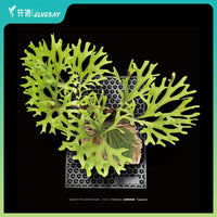 Fern Mounting Board and Sphagnum Moss for Epiphytic Plants