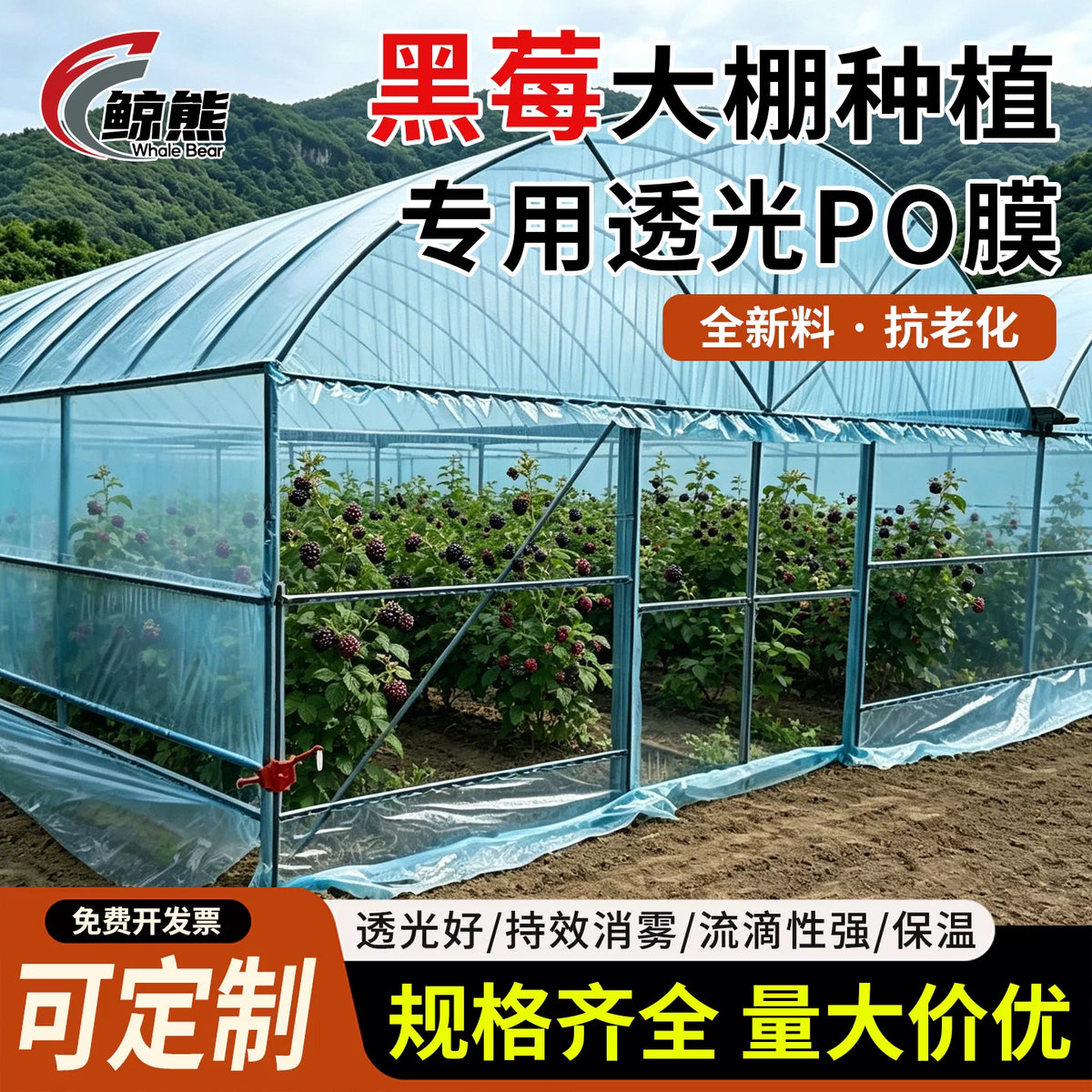 Blackberry Greenhouse PO Film for Enhanced Photosynthesis and Berry Yield