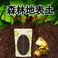 NC Reptile Forest Substrate for Terrariums, Lizards, Tortoises, Hedgehogs, and Geckos