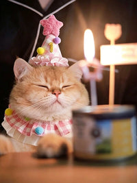 Pet Birthday Bandana with Pom-Poms and Hat for Cats and Small Dogs
