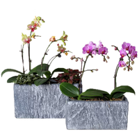 Weilu Creative Nordic Rectangular Imitation Stone Cement Planter for Indoor Plants