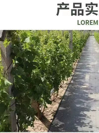 Weed Barrier Fabric for Gardens and Orchards, Heavy-Duty, UV-Resistant, Permeable Ground Cover