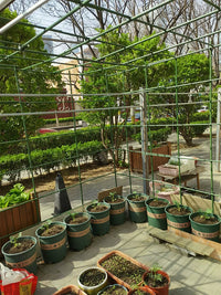 Plant Support Stakes for Climbing Vines, Garden Trellis for Vegetables and Flowers, Heavy Duty Steel Plant Cages