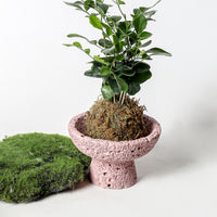 Creative Cement Planter for Succulents and Moss, Indoor/Outdoor Balcony Green Plant Pot