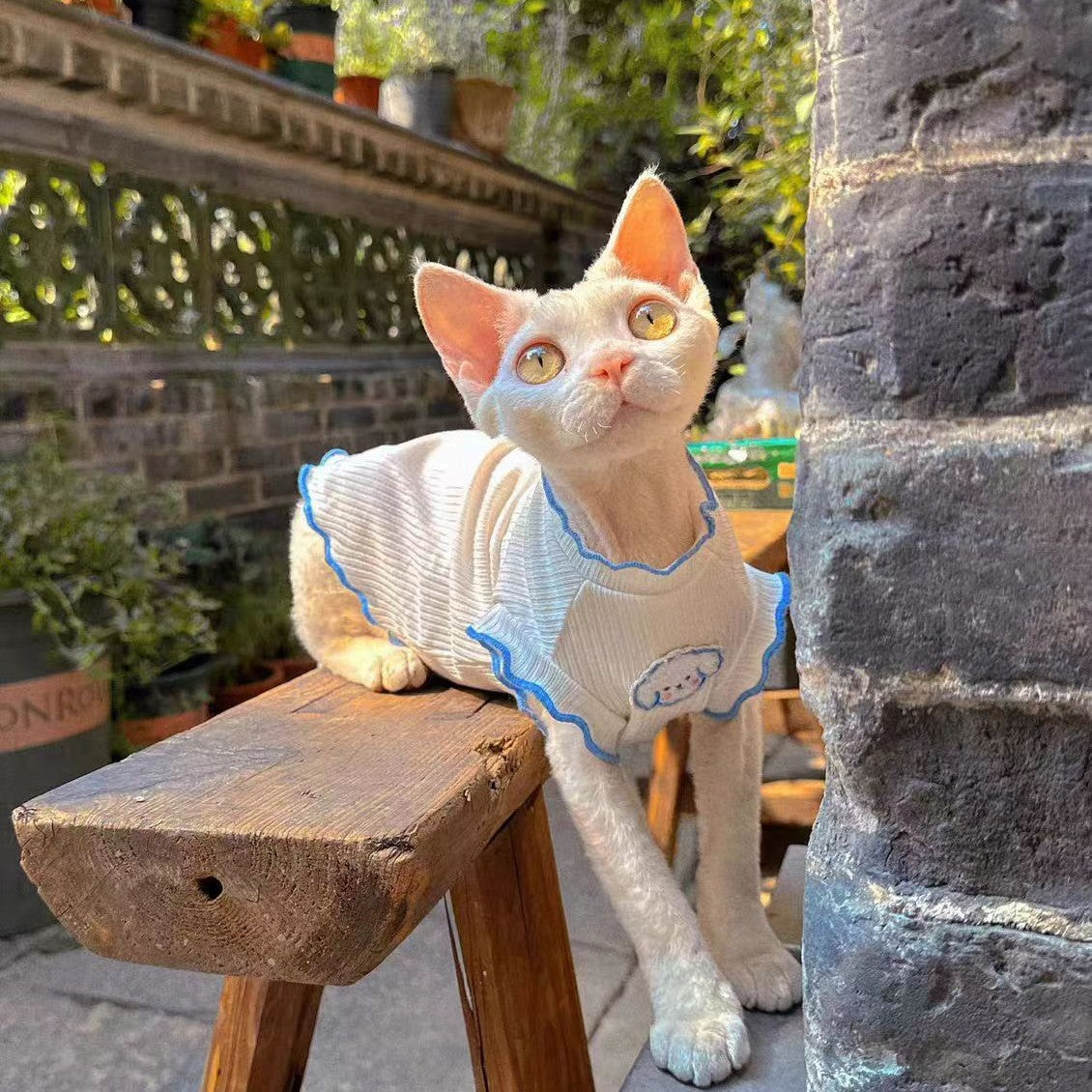 Summer Sleeveless Cat Vest for Hair Loss Prevention, Sphynx & Devon Rex Breeds