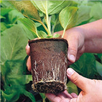 12-Cell Seedling Starter Kit with Pulp Pots, Transplanting Tools, and Plant Labels