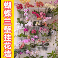 Movable Wall-Mounted Orchid Rack with Hooks, Iron Art Grid Shelf for Balcony Window