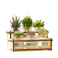Hydroponic Succulent Cactus Desktop Planter for Air Purification and Drought Resistance