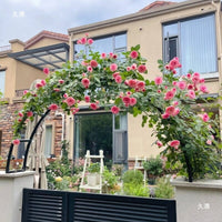European Style Wrought Iron Garden Archway for Climbing Plants, Villa Entrance Decor