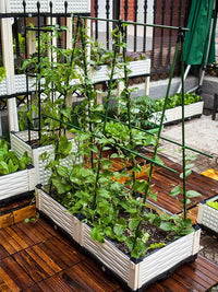 Plant Support Stakes for Climbing Vines, Tomatoes, Beans, Cucumbers - Coated Steel Garden Trellis Poles