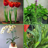 Plant Support Stakes for Potted Flowers, Orchid, Amaryllis - Rust-Resistant Coated Iron Garden Plant Support