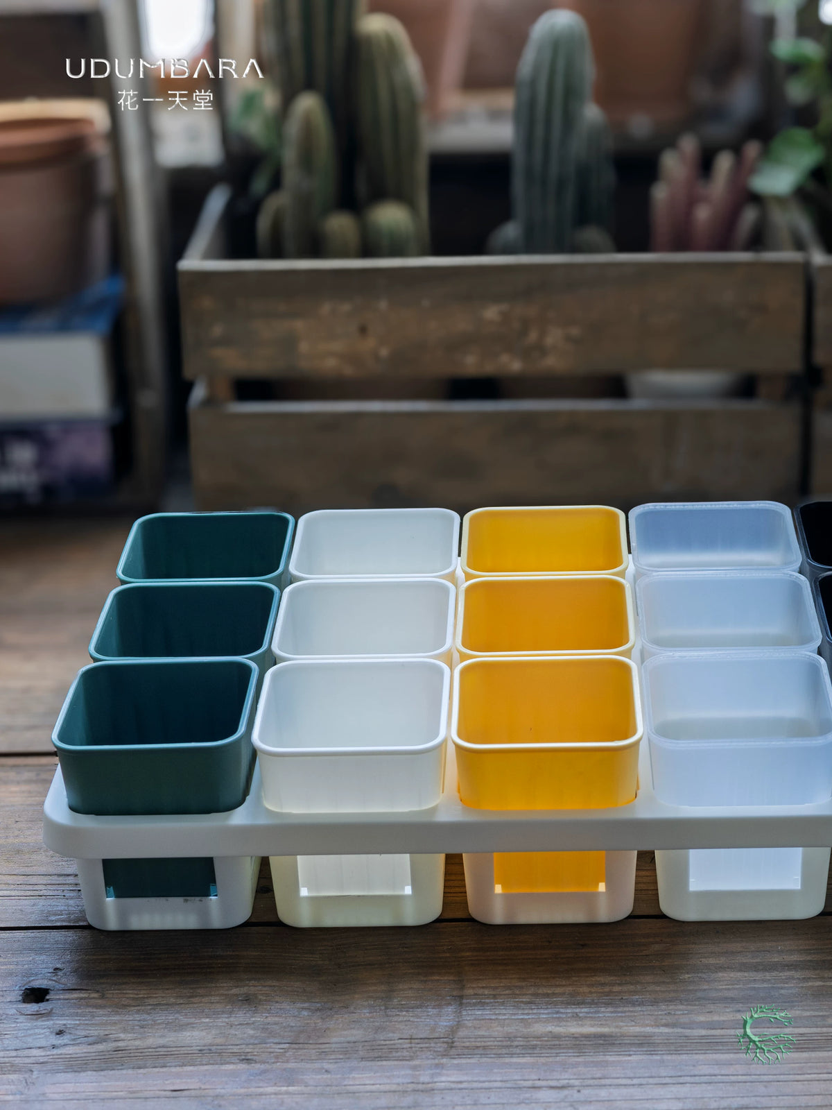 Thickened Plastic Succulent Planter with 15-Cell Drip Tray for Seedling Propagation