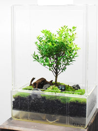 Acrylic Terrarium Propagation Box for Moss, Seedlings and Micro Landscape Growing