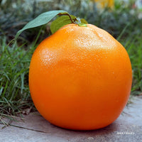 Realistic Artificial Fruit Model for Display, Teaching, and Play - Orange, Apple, Strawberry, Pumpkin