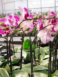 Orchid Plant Support Stakes with Clips for Climbing Vines and Floral Arrangements