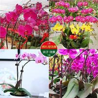 Orchid Plant Support Stakes with Clips for Climbing Vines and Flowers
