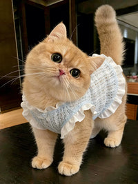Pet Breathable Cooling Lace Vest for Cats and Small Dogs, Hair-Resistant Summer Apparel