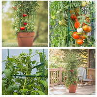 Tomato Cage Plant Support Stakes for Garden and Patio, Coated Steel Pipe Trellis for Climbing Plants