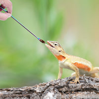 Reptile Feeding Tongs and Spoon Set for Lizards, Turtles, and Amphibians