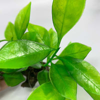 Aquarium Arch Driftwood with Artificial Four-Leaf Clover Water Plants, Soft Leaves, Fish-Safe Decoration