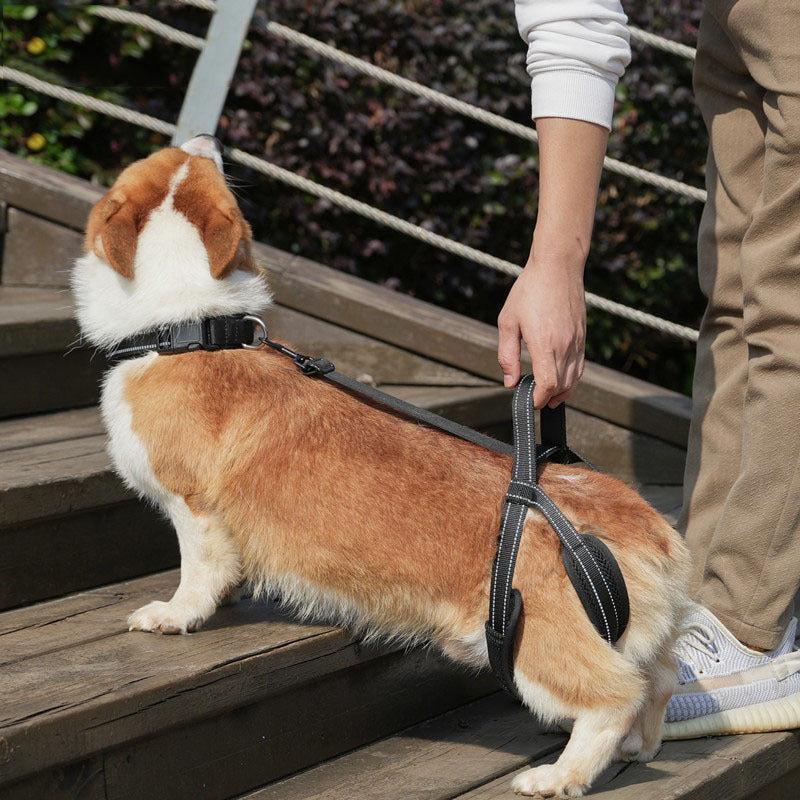 Pet Dog Rear Leg Support Harness for Injured or Disabled Dogs