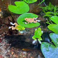 Realistic Frog Resin Ornament for Garden & Aquarium Decor