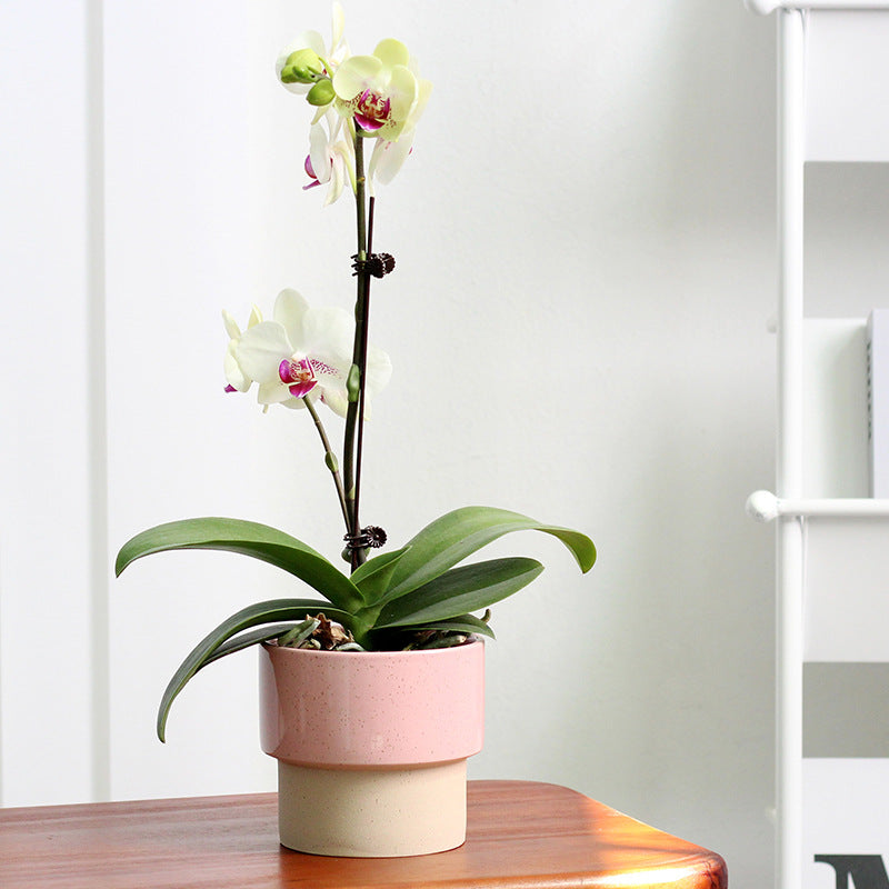 Nordic Ceramic Planter Pot for Succulents Orchids Hydroponics - Pink