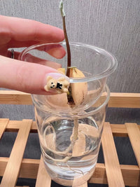 Japanese Style Avocado Seed Hydroponic Vase with Handle