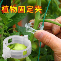 Plant Vine Clips for Climbing Plants, Fruit Trees, and Vegetables - Support and Training Clips
