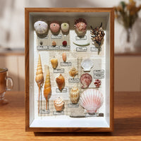 DIY Manual Specimen Display Frame for Shells, Stones, and Plants - Empty Shadow Box