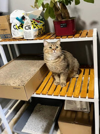 Balcony Solid Wood Multi-tier Cat Climbing Frame with Large Cat Condo and Iron Art Flower Stand, Two-Layer Multifunctional Pet Supplies Storage Shelf