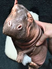 Realistic Hippo Plush Toy Pillow Stuffed Animal