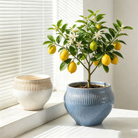 Creative Glazed Ceramic Planter with Saucer for Orchids and Green Plants