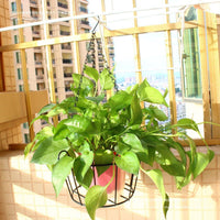 Wall-Mounted Iron Hanging Planter Basket for Balcony Garden
