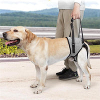Pet Dog Rear Leg Support Harness for Hip Dysplasia and Injury Recovery