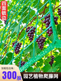 Garden Trellis Netting for Climbing Plants, Grapes, Passion Fruit - Durable, Sun-Resistant, Anti-Collapse Support Net for Agricultural Vegetables