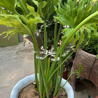 Plant Support Stake for Monstera and Potted Green Plants, Anti-Toppling Garden Fixator