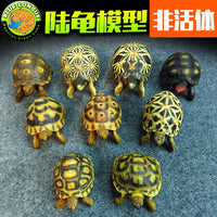 Realistic Tortoise Model Reptile Craft Ornament for Sulcata Red-Footed Radiated Hermann's Tortoises
