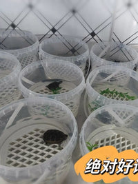 Turtle Hatchling Breeding Box with Lid and Filter Screen