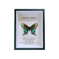 3cm Deep Shadow Box Frame with High-Transparency Glass for Butterfly Insect Specimen Display and DIY Art