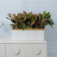 Artificial Plant Arrangement with Planter Box for Indoor and Outdoor Decor